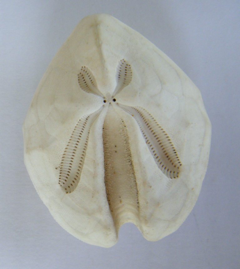 Schizaster canaliferus (Lamarck, 1816) - teca